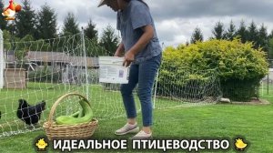 Идеальное птицеводство достойно восхищения 🐓🦆🦢🦚🦃🐔 эпизод (331)
