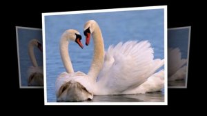 Vox Nova - Sapientia