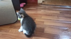 VID_20250901_145358.mp4