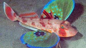 ОБИТАТЕЛИ ЧЕРНОГО МОРЯ: Морской петух, или серая тригла, — удивительное морское создание