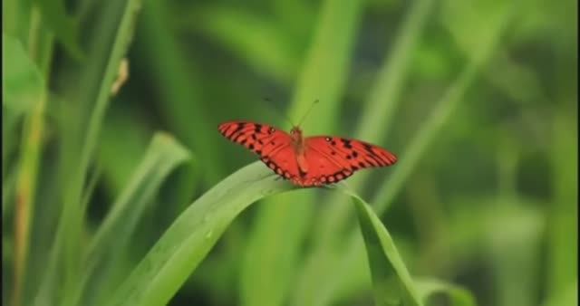... Что будет если прекратится Фотосинтез...