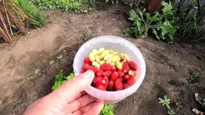 Мелкоплодная клубника (земляника) плодоносит в сентябре