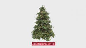 Triumph Tree Abies Nordmann (Hinged) - Нормандия