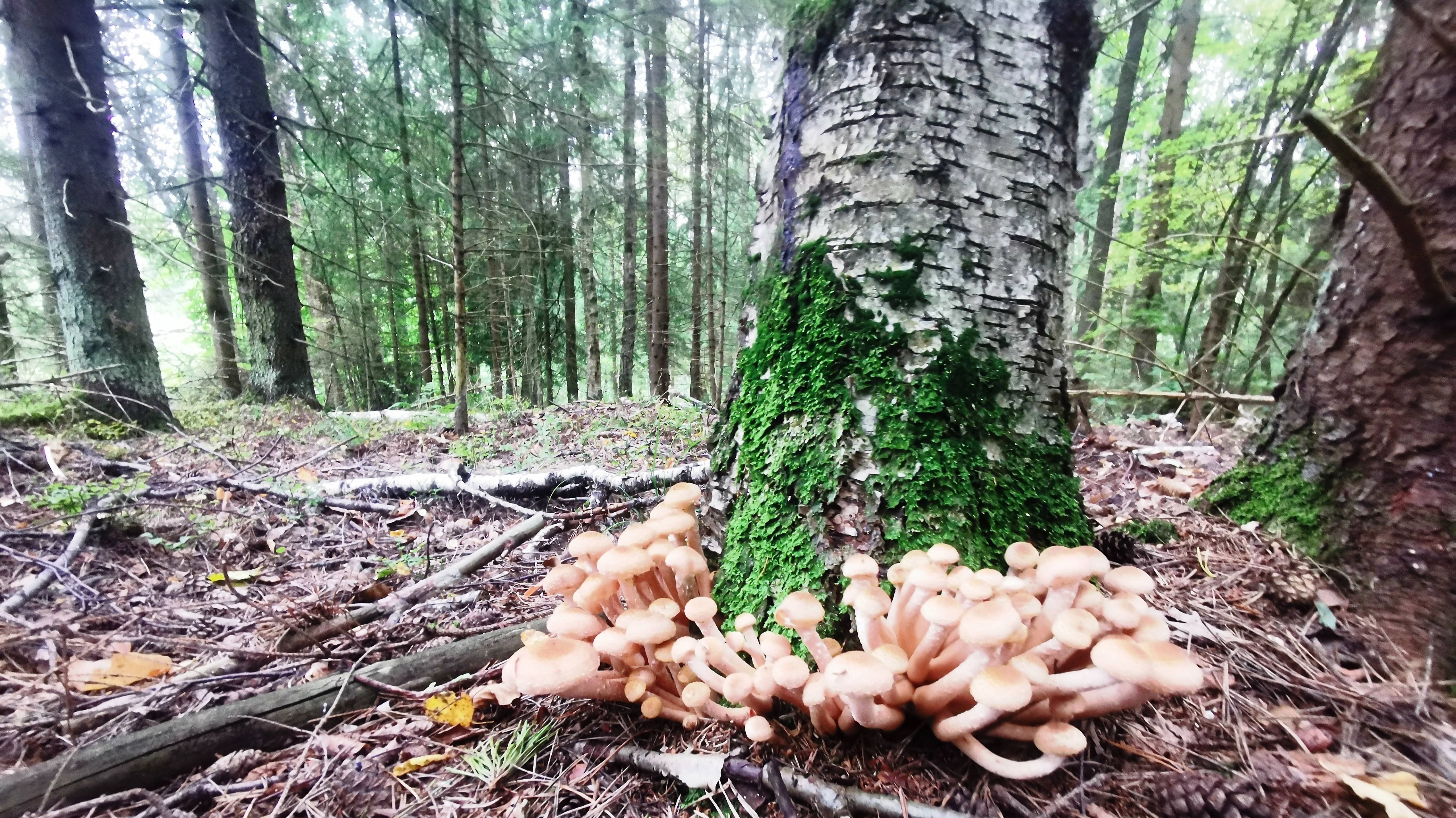 Пес Мишка  в лесной речке или   пошли опята.