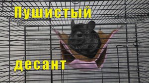 ПУШИСТЫЙ ДЕСАНТ /У МЕНЯ ГОСТЬЯ/  28 августа 2025