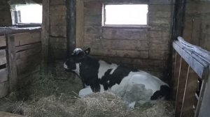 Сахалинская эко-ферма. 3 часть. Коровки, барашки, кролики и индюки