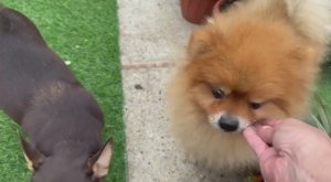 Все с удовольствием полакомились.