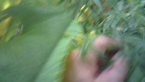 Обзор ветки тыквы, на которой СФОРМИРОВАЛСЯ дополнительный корень!