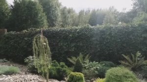 Сад в начале сентября! Гортензии! Хвойные растения и не только!