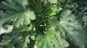 Полив нашего второго кабачкового растения