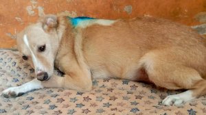 Мариса перенесла тяжёлую операцию