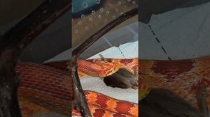 Кормление Бахиды. 31 августа 2025 г.