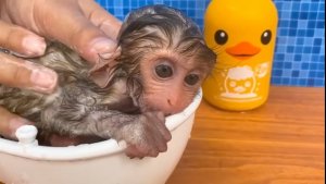 Обезьянка помылась Со ЩЕНКОМ играла Подружилась СМЕШИЛКА