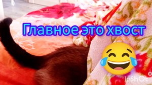Ладушка🐱разбесюнилась😂 02-09-2025
