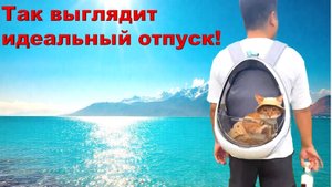 Вы только посмотрите как отдыхают котики! 🐱🐱🐱 Потрясающий отпуск у пушистиков! Я им завидую!