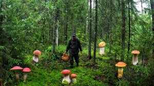 ПРОСТО ОТПАД! ГРИБНИК ЗАБРЕЛ В ЗЕЛЕНЫЙ МОХ И ОБОМЛЕЛ | ТУТ ГРИБОВ НЕМЕРЕНО! БЛАГОРОДНЫЕ ГРИБЫ 2025