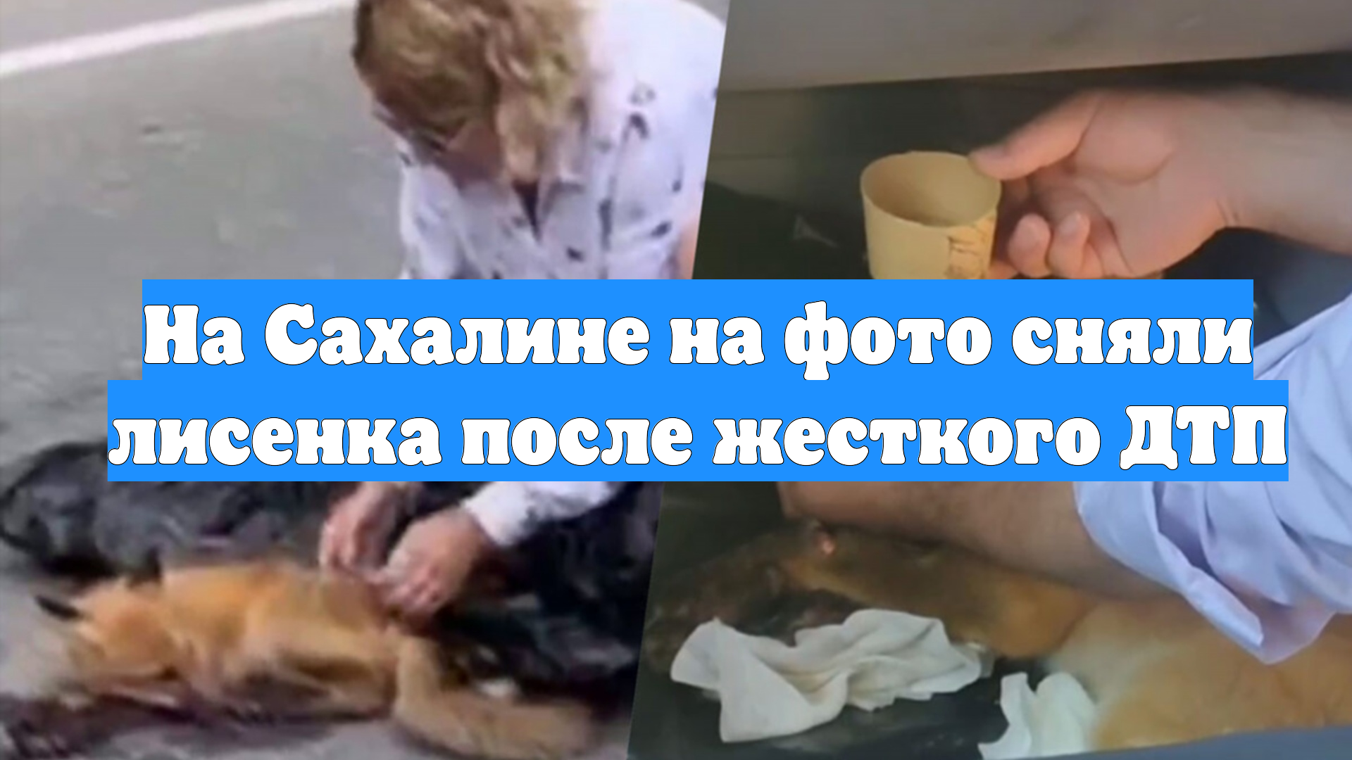 На Сахалине на фото сняли лисенка после жесткого ДТП