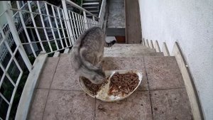 Каждая кошка которая знает этого человека, приходит к его двери, когда проголодается.