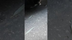 МИЛКА ГАЛЯЕТ 4 (МИЛКА)