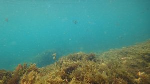 Подводная сьемка в поселке Утес Крым. какая жизнь на дне черного моря в Крыму. Музыка для души