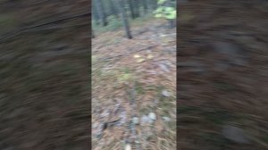 собираю грибочки