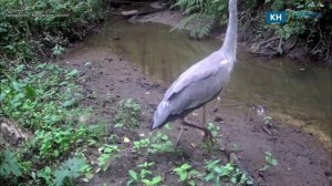 Грациозная серая цапля попала в фотоловушки калужского заповедника