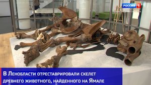 В Ленобласти отреставрировали скелет древнего животного, найденного на Ямале