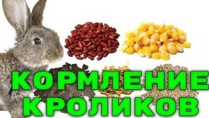Чем мы кормим кроликов, недорогой вариант кормления кроликов.
