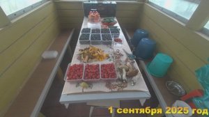 7 соток. Сбор урожая на огороде и в лесу. Хроника 1 сентября 2025 год