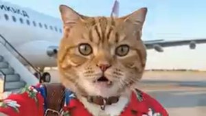 Рыжий кот открыл Телеграм канал