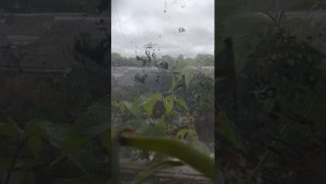 У СОСЕДЕЙ ТИШИНА 2