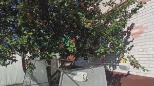 Переработка урожая яблок в домашних условиях