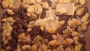 Вылуп окончен. Приоткрывать или нет инкубатор во время вылупа? Вот в чём вопрос))