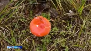 Галлюцинации вне закона: кузбассовцев предостерегли от участия в грибных ретритах