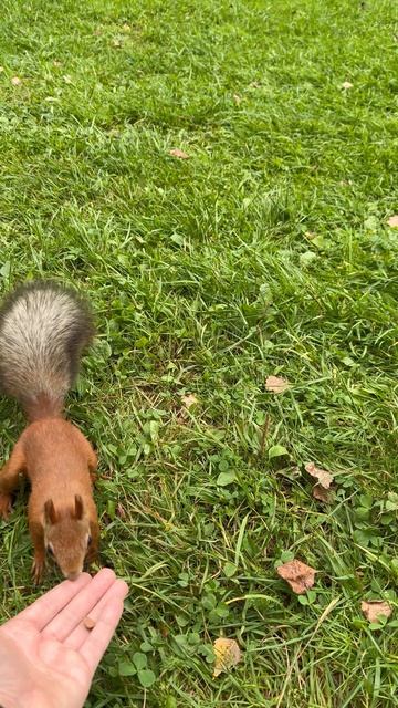 Пришла Белка смотреть онлайн