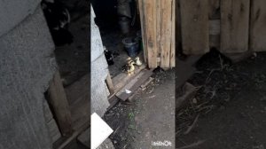 Животные.Сборник интересных моментов из жизни братьев меньших.Фильм2.Серия4 .mp4