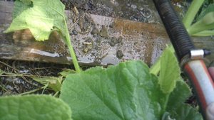 Полив и размывание дополнительного корня тыквы сорта "Голиаф". Корень  ОБРАЗОВАЛСЯ !