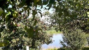 Яблоневый сад (Тамбовская область)