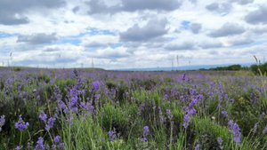 Песенная Медитация 02.09.2025