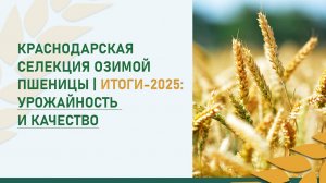 Краснодарская селекция озимой пшеницы | Итоги-2025: урожайность и качество