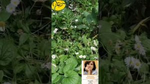 Жуковский Песня на стихи Натальи Гончаровой  Господи спаси