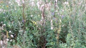 🌱Заросшие сорняком участки. Как бороться с сорняками.