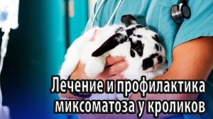 Лечение и профилактика миксоматоза у кроликов