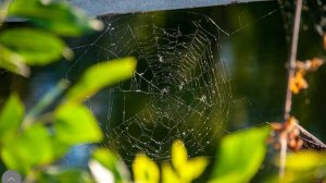 Особый праздник 3 сентября — Фаддей проповедник: история, традиции, приметы