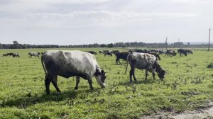 Самое настоящее, экологически-чистое молоко можно взять только с фермы.