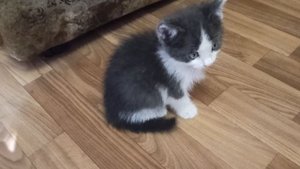 VID_20250901_150215.mp4