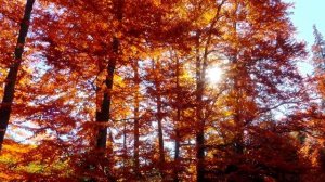 Я дарю тебе осень....Стихи - Ольга Российская…Музыка и исполнение - нейросеть