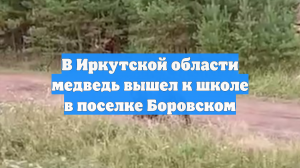 В Иркутской области медведь вышел к школе в поселке Боровском