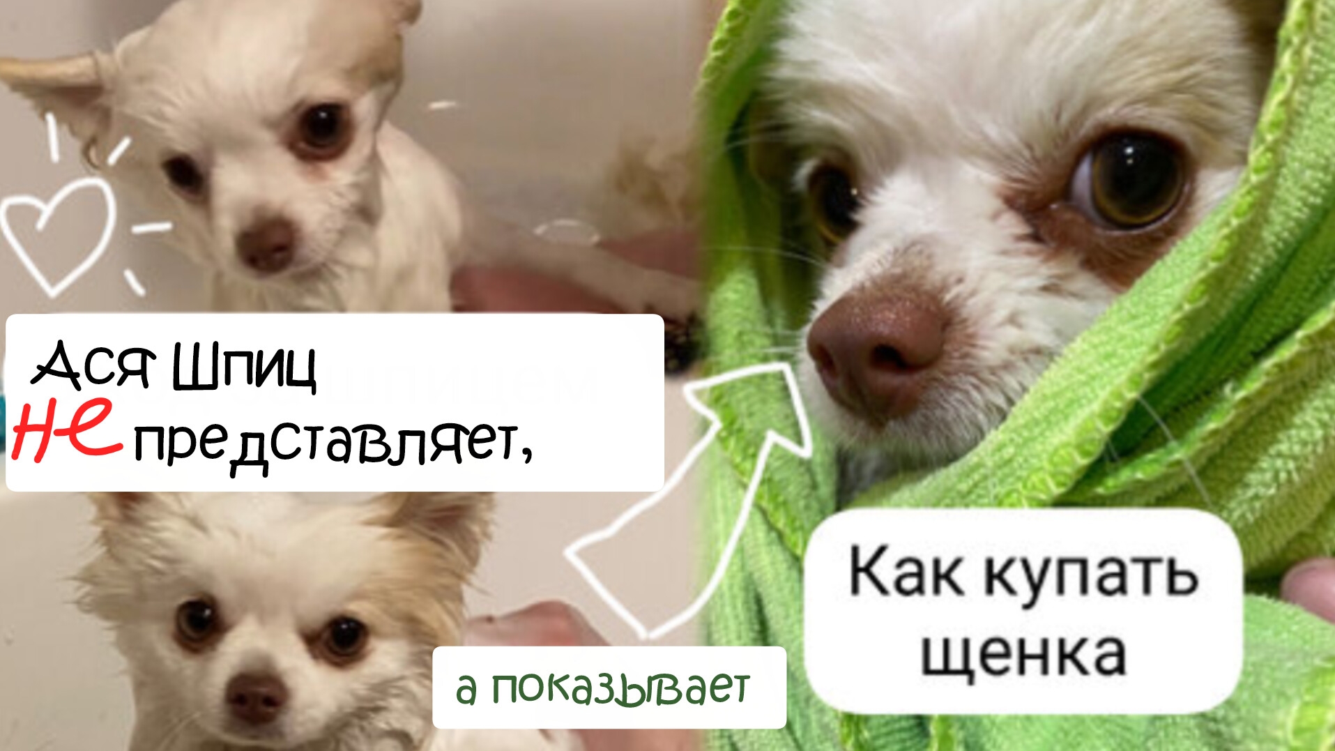 Как купать щенка шпица смотреть онлайн