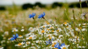 Позывной "Фрейя": "На лбс цветов не продают"